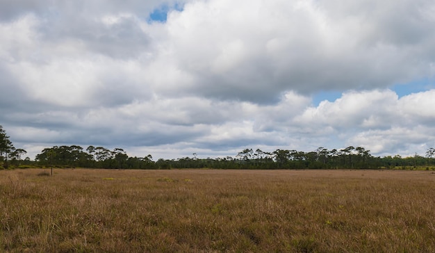 Ajardine a vista da savana seca com o céu azul das nuvens Fundo abstrato da natureza