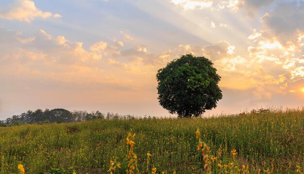 Ajardine a vista das árvores em um campo de flores amarelas ao sol da tarde.