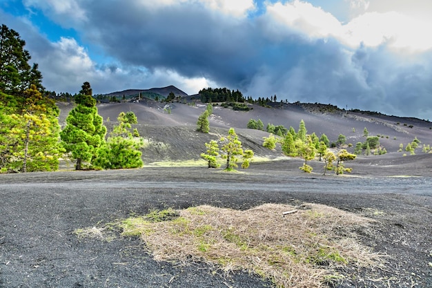 Ajardine a vista de abeto ou pinheiros crescendo em cinzas na montanha vulcânica de La Palma Ilhas Canárias Espanha Conservação da natureza ambiental verde floresta de coníferas em área árida remota