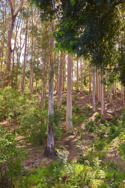 Ajardine a vista de plantas e árvores em um lado da montanha na zona rural durante o verão Ambiente natural tranquilo e remoto tranquilo com vegetação verde e grama em uma floresta ou floresta