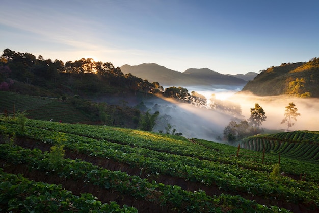 Ajardine el amanecer brumoso de la mañana en el jardín de la fresa en la montaña de Doi Ang khang chiangmai tailandia