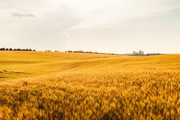 Ajardine el campo de cereal amarillo y la ciudad en el horizonte