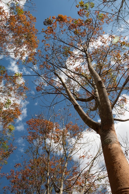 Foto ajardine la plantación de goma durante día con el cielo azul
