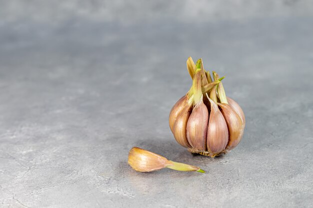 Ajo fresco sobre un fondo gris. Alimentos saludables, plántulas. Copie el espacio.