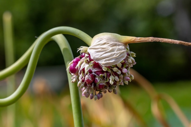 Ajo de jardín floreciente en una fotografía macro de un día soleado de verano.