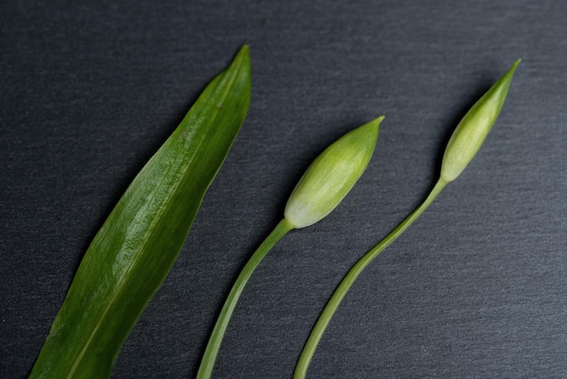 Ajo silvestre Flores y hojas de ajo silvestre en una pizarra negra