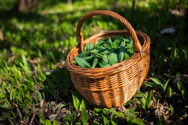 Ajo silvestre preparado en una canasta en el suelo en el bosque de primavera