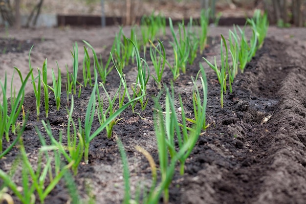 Ajo verde en el jardín Cosecha de primavera