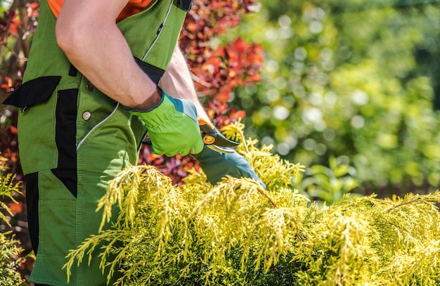 El ajuste de las plantas de jardín en verano