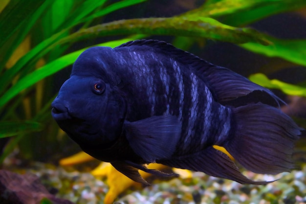 Akara Türkis ist ein farbenfroher Süßwasserfisch aus der Familie der Buntbarsche