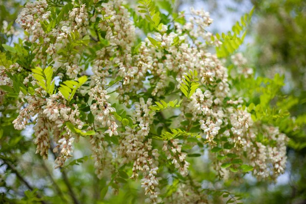 Foto akazie, die im frühjahr blüht blumenzweig mit grünem hintergrund