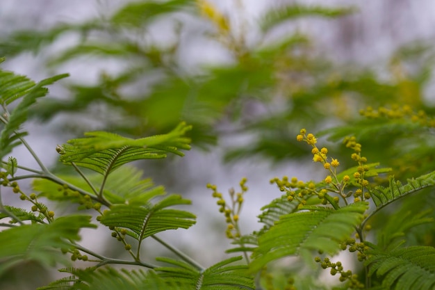 Akazien nilotisch. familie: mimose. runde kleine gelbe knospen und blumen auf einem ast. traditionelle blumen in russland für den feiertag 8. märz. natürlicher blumenhintergrund, selektiver fokus februar