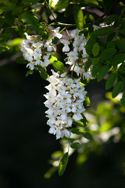 Akazienblüten auf einem Ast mit grünen Blättern, weiße Blüten in der Sonne auf schwarzem Hintergrund