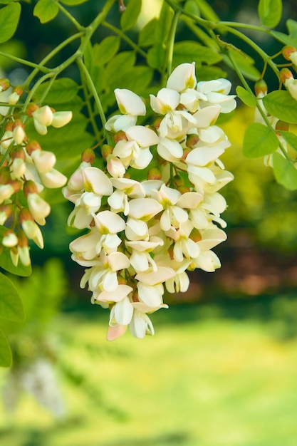 Akazienblüten auf einer Zweignahaufnahme