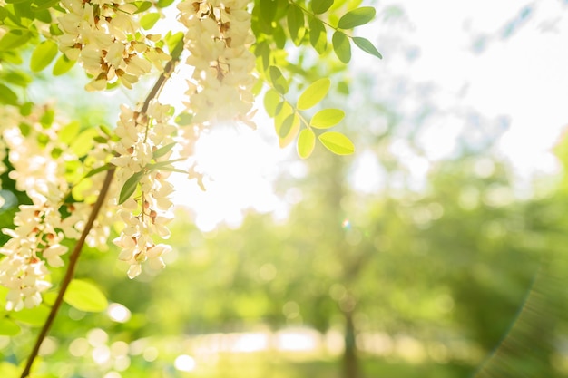 Akazienblüten im Frühjahr auf grünem, unscharfem Hintergrund Blumen für Medizin und Kosmetik