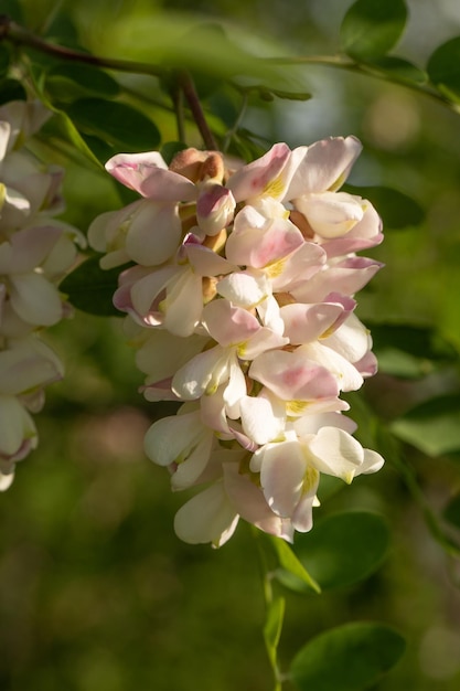 Akazienzweig mit grünen Blättern und weißer Blume Honigpflanze