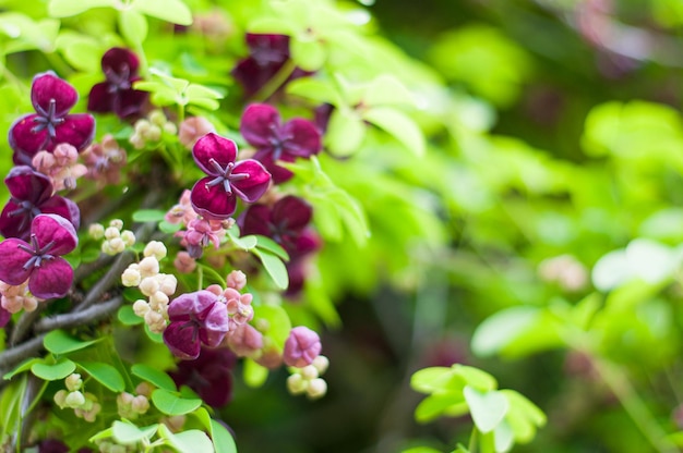 Akebia quinata dunkelviolette Blüten mit unscharfem Hintergrund. Nahansicht.