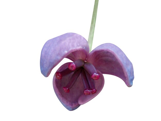 Akebia quinata vid de chocolate cinco hojas Akebia planta comestible y medicina tradicional china