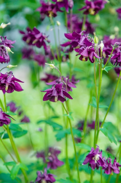 Akelei blüht im Garten Selektiver Fokus