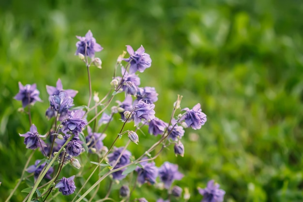 Akelei oder lila Blume der Kapuze der Großmutter