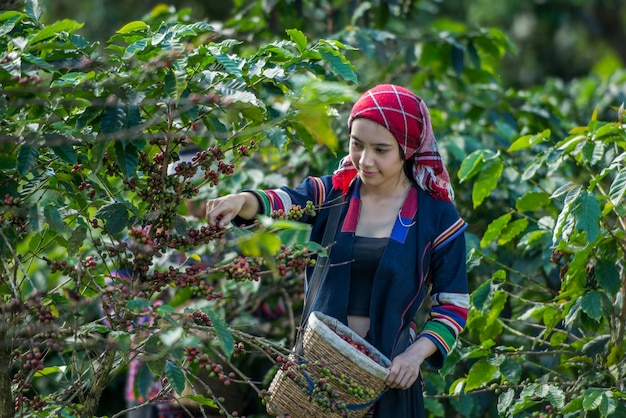 Akha hill recogiendo bayas de café arábica en la plantación, Chiang Rai, Tailandia