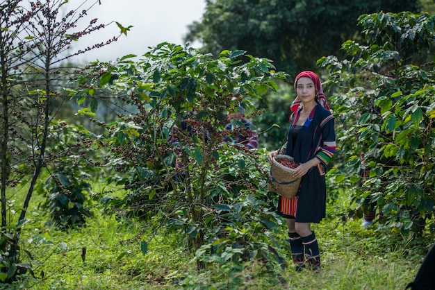 Akha hill recogiendo bayas de café arábica en la plantación, Chiang Rai, Tailandia