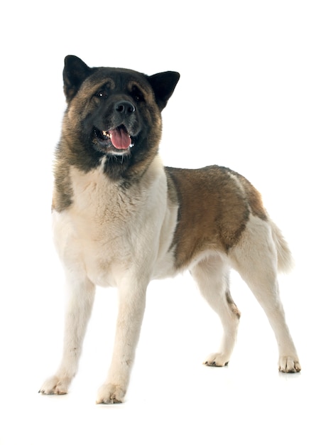 Akita americana