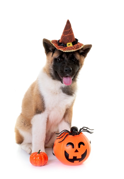 Akita amerikan y halloween delante de un fondo blanco