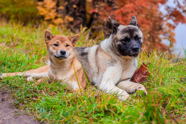 Akita e shiba para passear no parque. dois cães para passear. outono