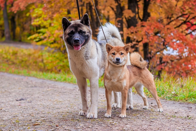 Akita e Shiba para passear no parque. Dois cães para passear. Outono