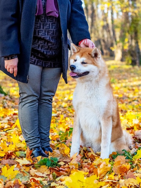 Akita-Hund mit einer Geliebten im Herbstpark unter den gelben gefallenen Blättern