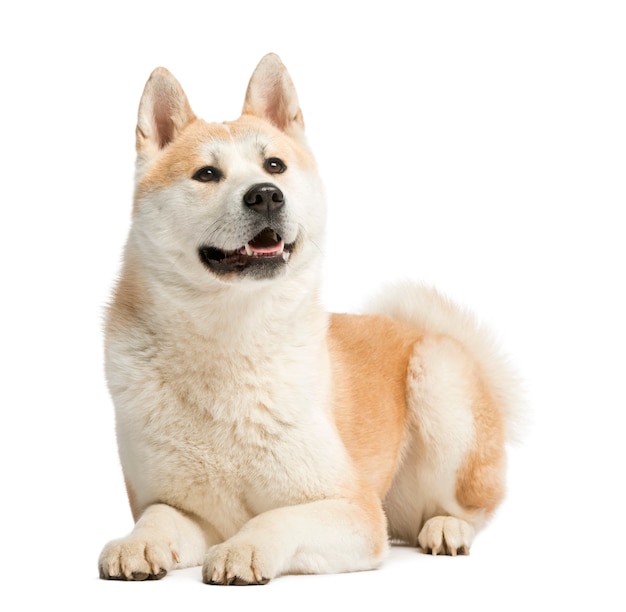 Akita Inu, acostado y jadeando, aislado en blanco