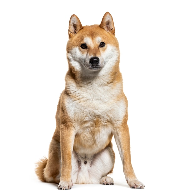 Akita inu, aislado en blanco