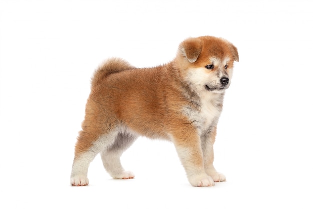 Akita Inu cachorrinho em fundo branco