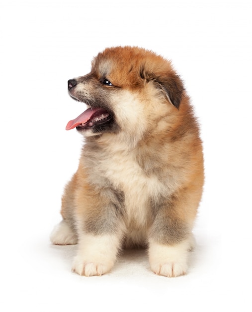 Akita inu cachorrinho