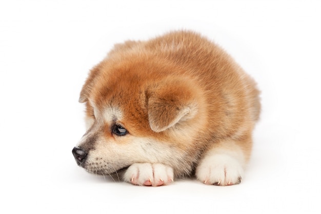 Akita Inu cachorro de perro en blanco