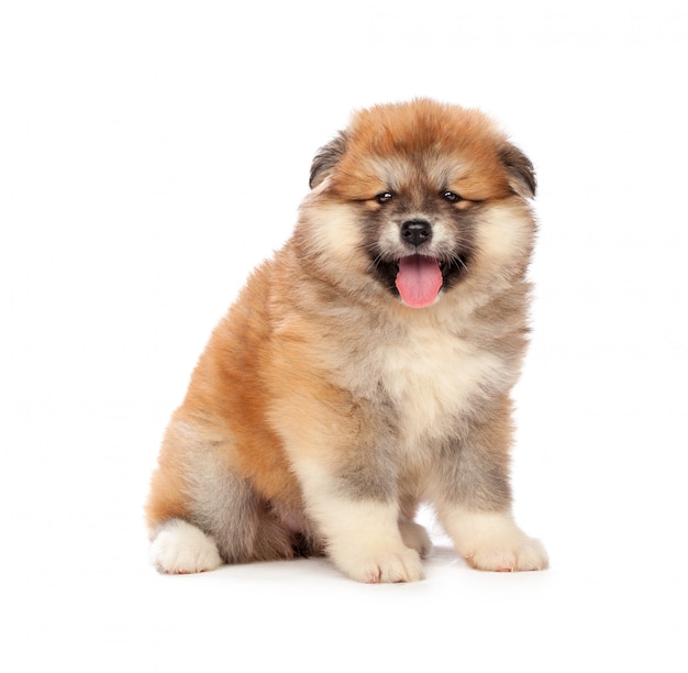 Akita Inu cachorro de perro en blanco