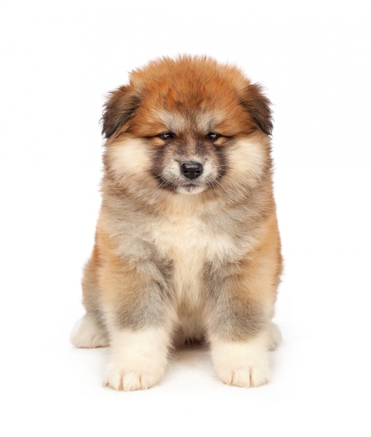 Akita Inu cachorro de perro en blanco