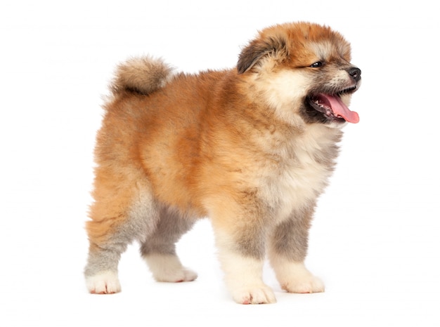 Akita Inu cachorro de perro en blanco