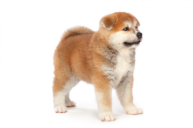 Akita Inu cachorro