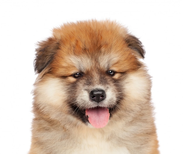 Akita Inu cachorro