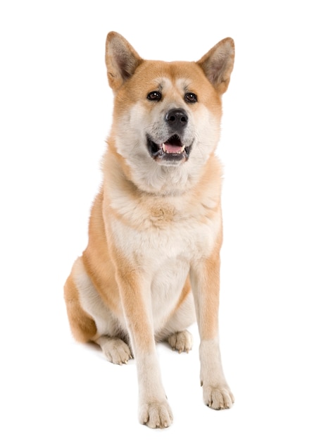 Akita inu com 5 anos. Retrato de cachorro isolado