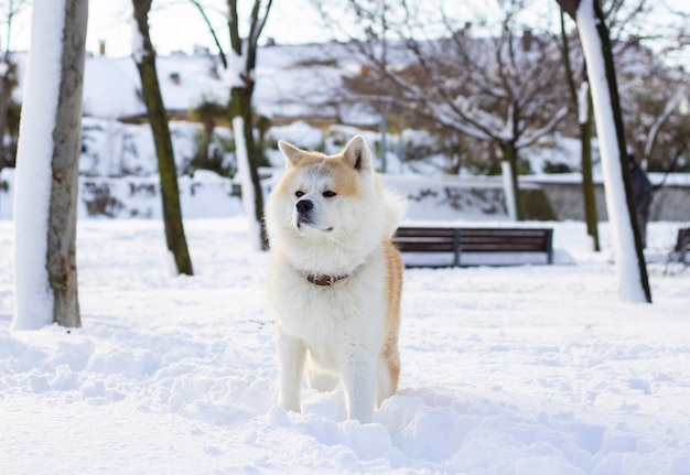 Akita Inu Hund im Schnee mit tiefem Blick