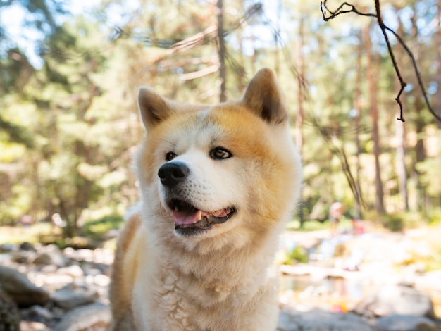 Akita Inu Hund nahe einem Fluss im Wald