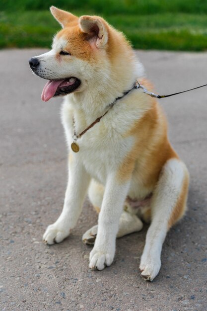 Akita Inu Hund steht auf einer grauen Asphaltstraße