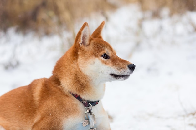 Akita inu im Winterpark