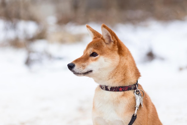 Akita inu im Winterpark