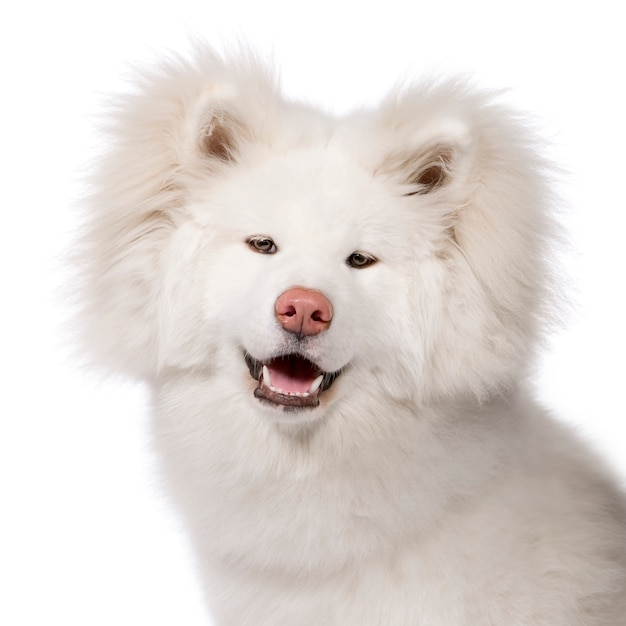 Akita inu mit 9 Monaten. Hundeporträt isoliert