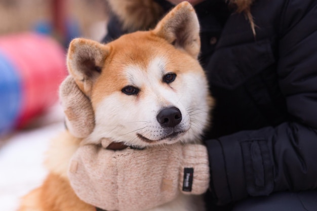 Akita inu no parque de inverno