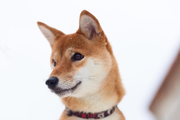 Akita inu no parque de inverno